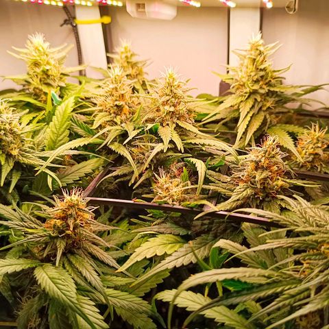 Luna und Doriane "Max Powers"  growlog timeline photo