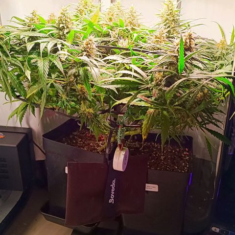 Luna und Doriane "Max Powers"  growlog timeline photo