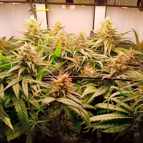 Luna und Doriane "Max Powers"  growlog timeline photo