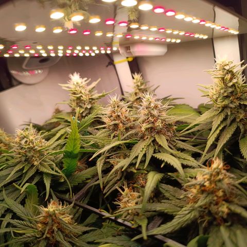 Luna und Doriane "Max Powers"  growlog timeline photo