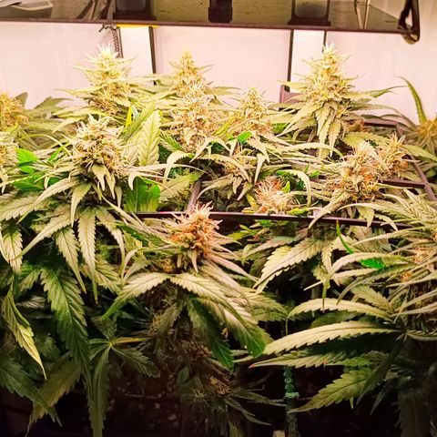 Luna und Doriane "Max Powers"  growlog timeline photo