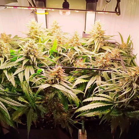 Luna und Doriane "Max Powers"  growlog timeline photo