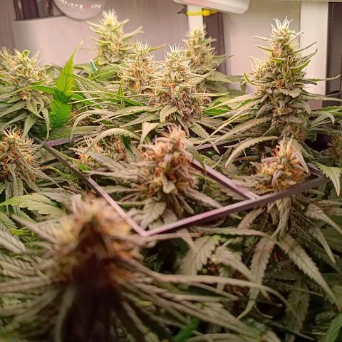 Luna und Doriane "Max Powers"  growlog timeline photo