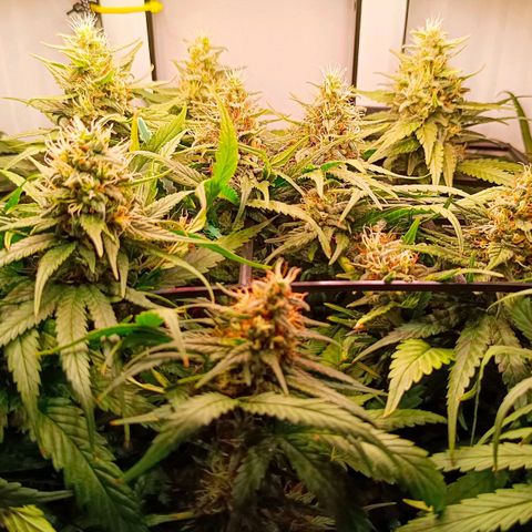 Luna und Doriane "Max Powers"  growlog timeline photo