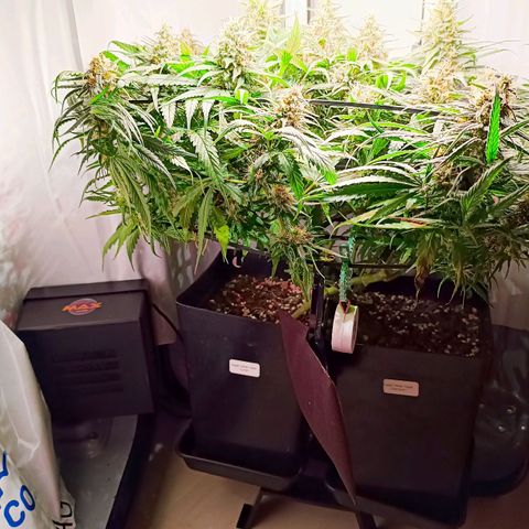 Luna und Doriane "Max Powers"  growlog timeline photo