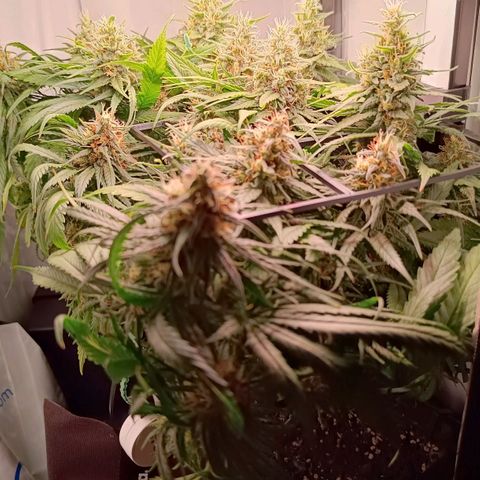 Luna und Doriane "Max Powers"  growlog photo: Heute sind es über 30 Grad draußen. Ich lasse den Koffer leicht offen stehen. 