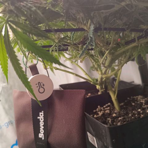 Luna und Doriane "Max Powers"  growlog photo: Heute sind es über 30 Grad draußen. Ich lasse den Koffer leicht offen stehen. 