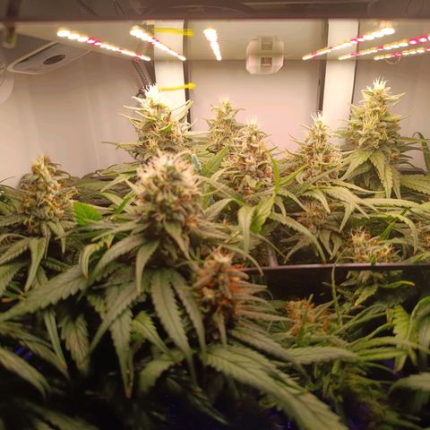 Luna und Doriane "Max Powers"  growlog timeline photo