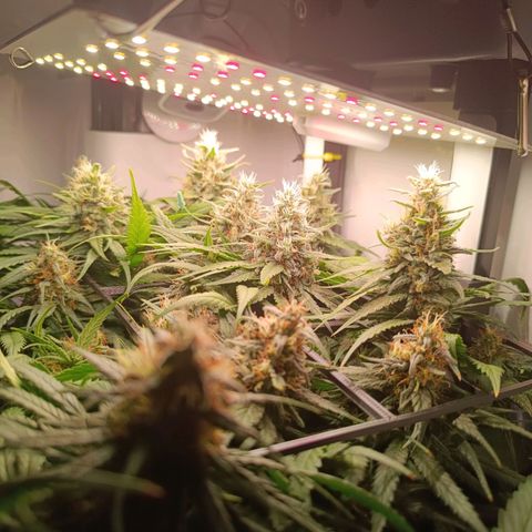 Luna und Doriane "Max Powers"  growlog timeline photo