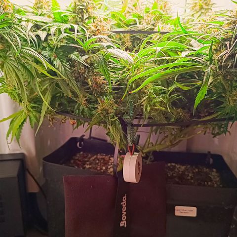 Luna und Doriane "Max Powers"  growlog timeline photo