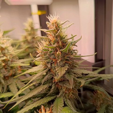 Luna und Doriane "Max Powers"  growlog timeline photo