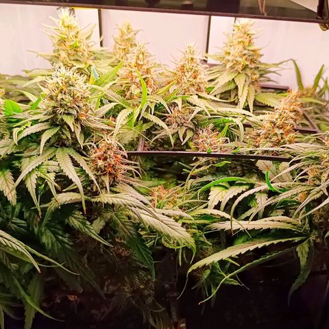 Luna und Doriane "Max Powers"  growlog timeline photo