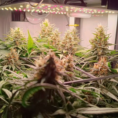Luna und Doriane "Max Powers"  growlog timeline photo