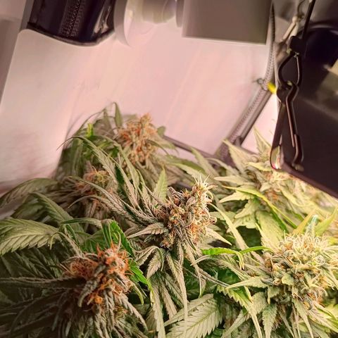 Luna und Doriane "Max Powers"  growlog timeline photo