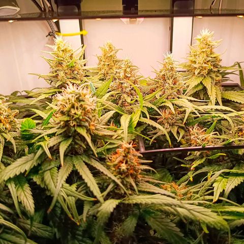 Luna und Doriane "Max Powers"  growlog timeline photo