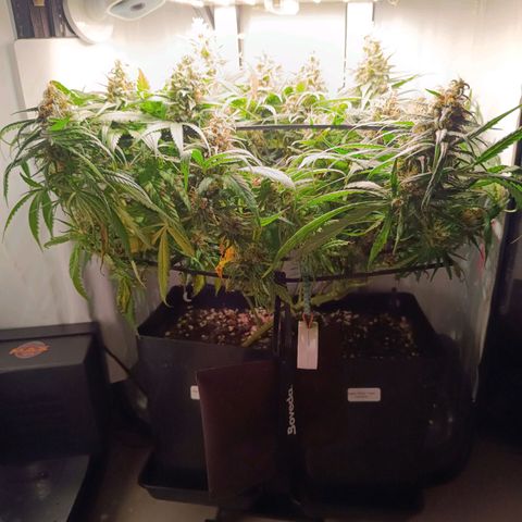 Luna und Doriane "Max Powers"  growlog timeline photo