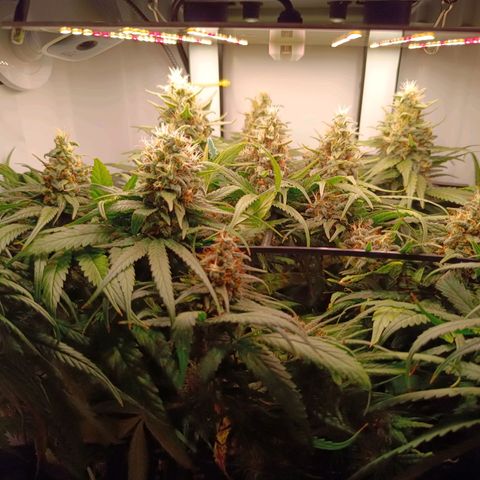 Luna und Doriane "Max Powers"  growlog timeline photo