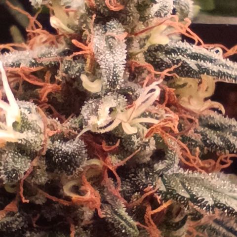 Luna und Doriane "Max Powers"  growlog timeline photo