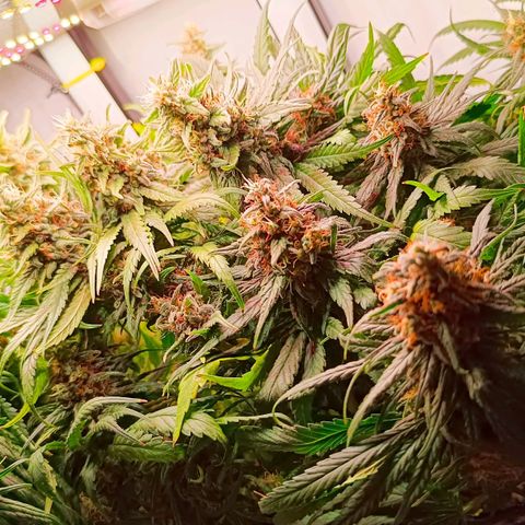 Luna und Doriane "Max Powers"  growlog photo: Zum letzten Mal gegossen 