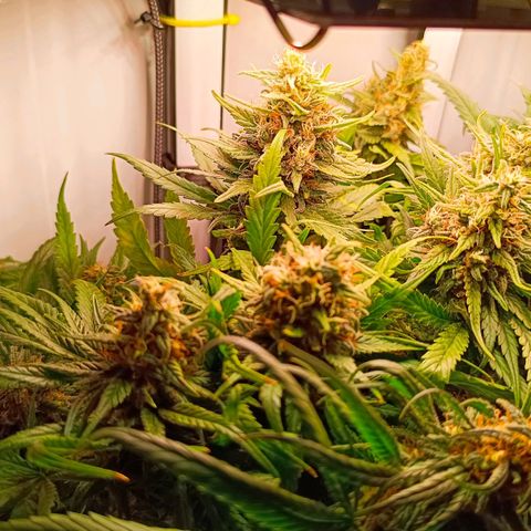 Luna und Doriane "Max Powers"  growlog photo: Zum letzten Mal gegossen 