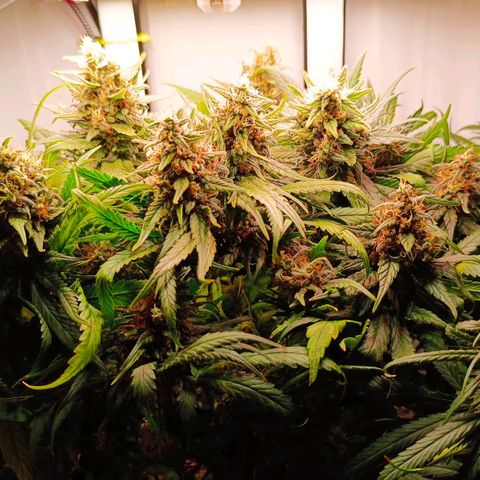 Luna und Doriane "Max Powers"  growlog photo: Zum letzten Mal gegossen 