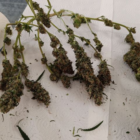 Luna und Doriane "Max Powers"  growlog photo: Feucht getrimmt. Nun im Trockenkoffer. 
