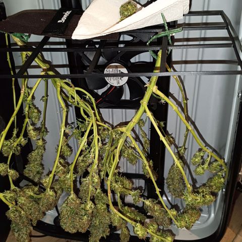 Luna und Doriane "Max Powers"  growlog photo: Feucht getrimmt. Nun im Trockenkoffer. 