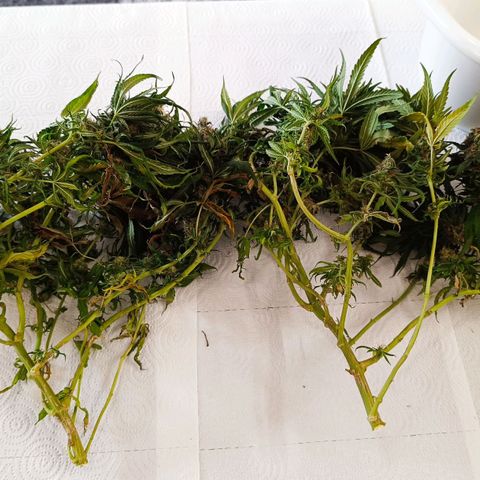 Luna und Doriane "Max Powers"  growlog photo: Feucht getrimmt. Nun im Trockenkoffer. 