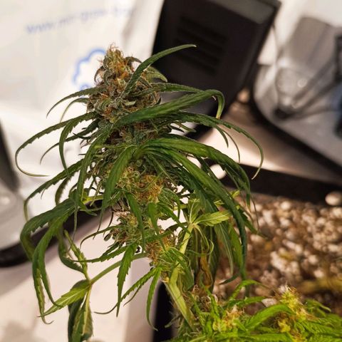 Luna und Doriane "Max Powers"  growlog photo: Feucht getrimmt. Nun im Trockenkoffer. 
