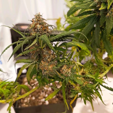 Luna und Doriane "Max Powers"  growlog photo: Feucht getrimmt. Nun im Trockenkoffer. 