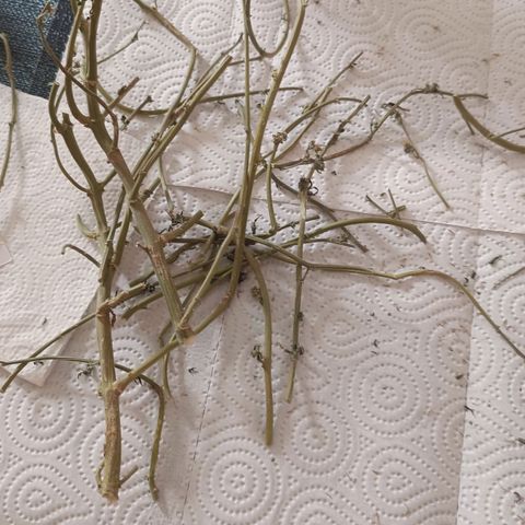 Luna und Doriane "Max Powers"  growlog photo: Ende! 