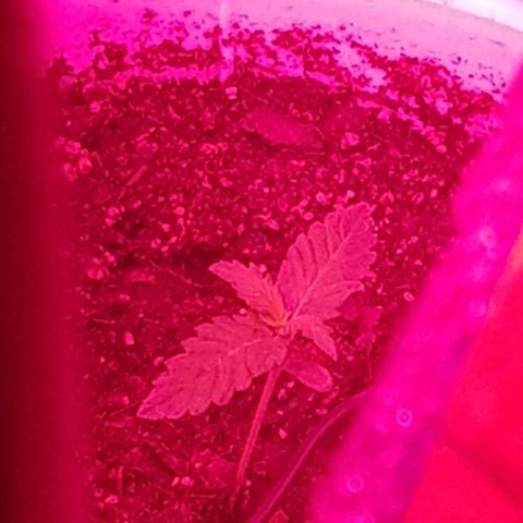 Candy amnesia  growlog timeline photo