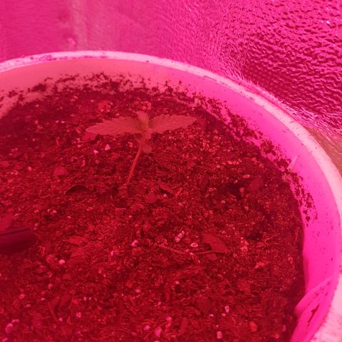 Candy amnesia  growlog timeline photo