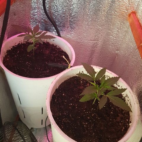 Candy amnesia  growlog timeline photo