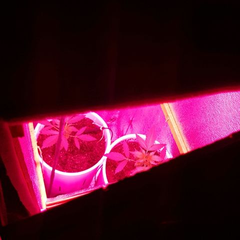 Candy amnesia  growlog timeline photo