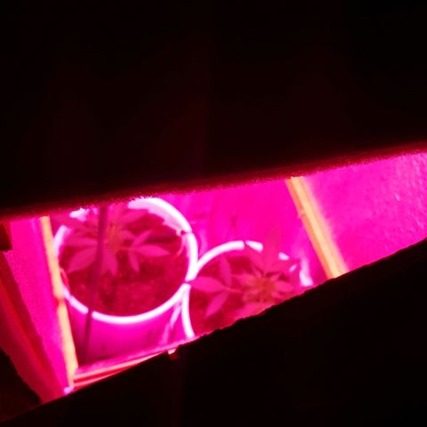 Candy amnesia  growlog timeline photo