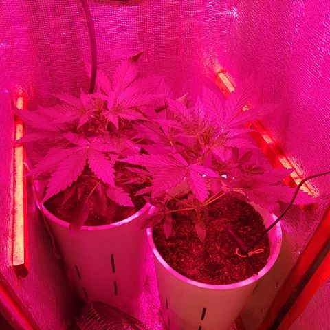 Candy amnesia  growlog timeline photo