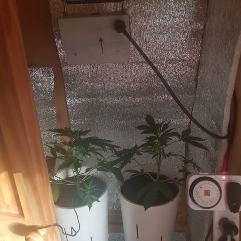 Candy amnesia  growlog timeline photo