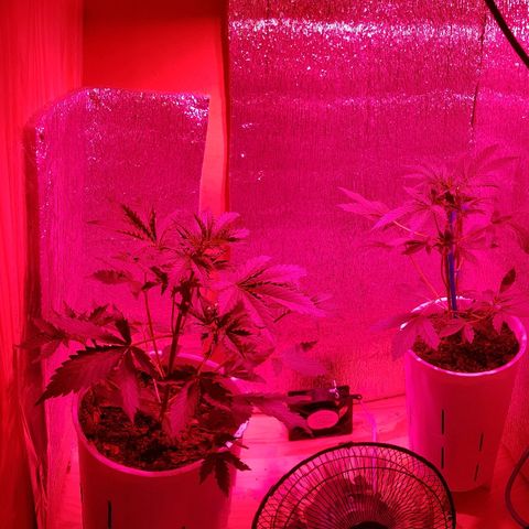 Candy amnesia  growlog timeline photo