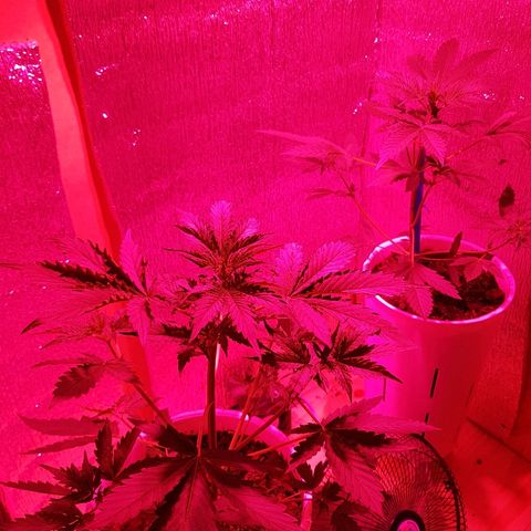 Candy amnesia  growlog timeline photo