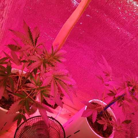 Candy amnesia  growlog timeline photo