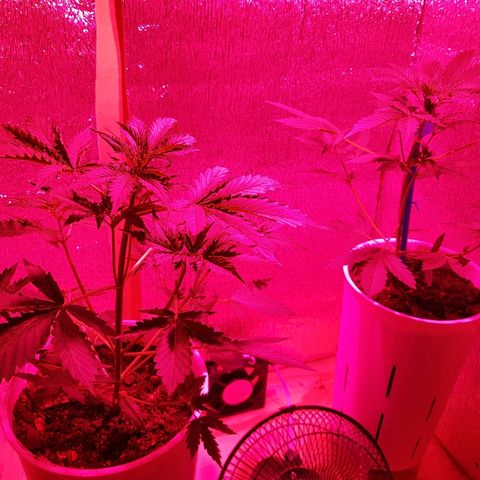 Candy amnesia  growlog timeline photo