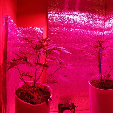 Candy amnesia  growlog timeline photo