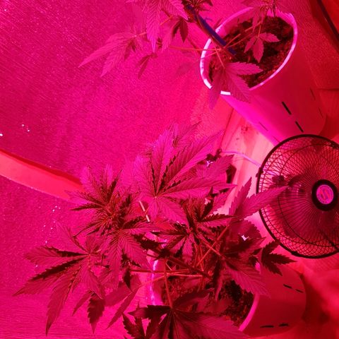 Candy amnesia  growlog timeline photo
