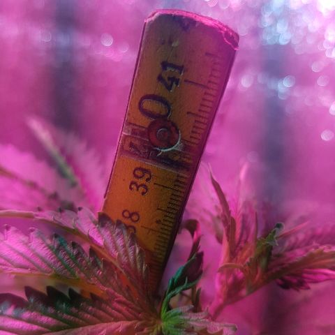 Candy amnesia  growlog photo: 38 cm 