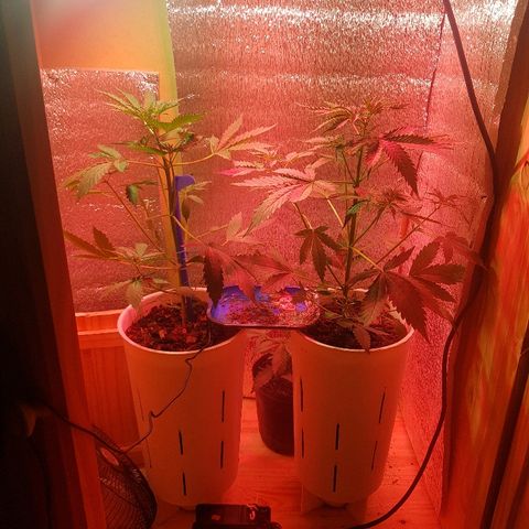 Candy amnesia  growlog photo: 38 cm 