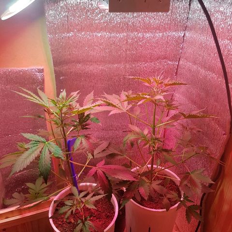 Candy amnesia  growlog photo: 41 cm 