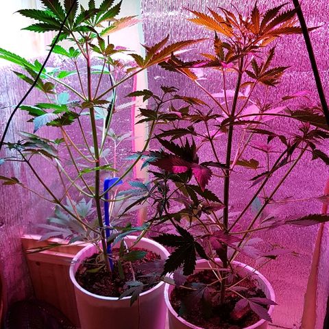 Candy amnesia  growlog photo: 52 cm
