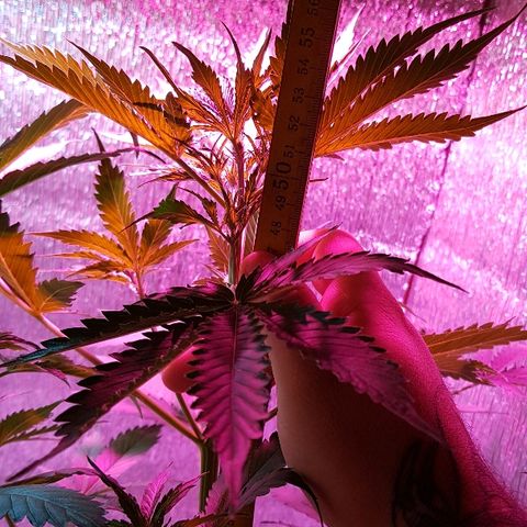 Candy amnesia  growlog photo: 52 cm