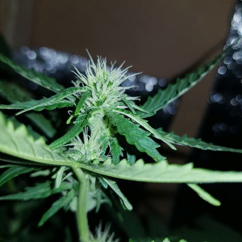 Candy amnesia  growlog timeline photo